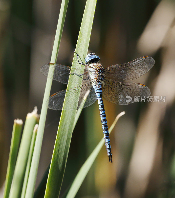 蓝眼霍克蜻蜓，南方迁徙霍克蜻蜓(Aeshna affinis)雄性